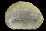 Pecopteris Fern Fossil (Pos/Neg) - Mazon Creek #89905-1